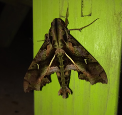 Hemeroplanes ornatus