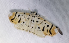 Pycnarmon radiata