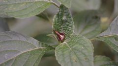 Acacesia hamata