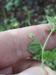 Veronica sublobata