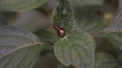 Acacesia hamata