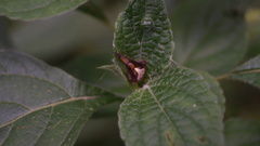 Acacesia hamata