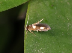 Stathmopoda paradiplaspis
