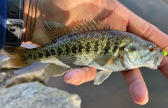 Micropterus tallapoosae