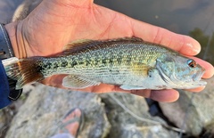Micropterus tallapoosae