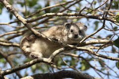 Dendrohyrax arboreus