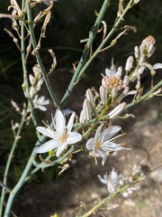 Asphodelus ramosus