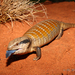 Blue-tongued Skinks - Photo (c) r_o_b27, some rights reserved (CC BY-NC)