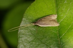 Homaloxestis multidentalis