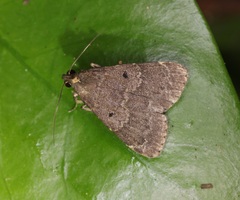 Hydrillodes nilgirialis