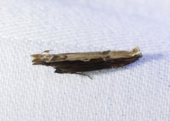 Hypatima spathota