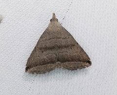 Lysimelia neleusalis