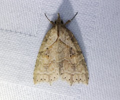 Olulis puncticinctalis