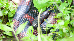 Lampropeltis