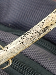 Leptosphaeria acuta