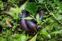 Lampropeltis