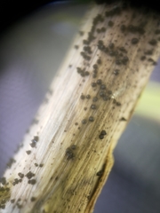 Leptosphaeria acuta