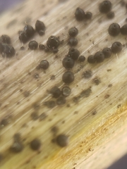 Leptosphaeria acuta