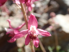 Delphinium purpusii