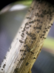 Leptosphaeria acuta