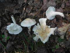 Cuphophyllus angustifolius