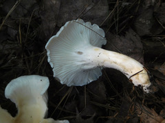 Cuphophyllus angustifolius