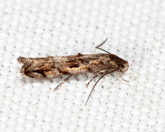 Mompha solomoni
