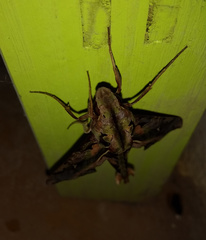 Hemeroplanes ornatus