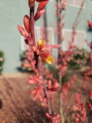 Hesperaloe parviflora