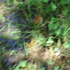 Pantherodes leonaria