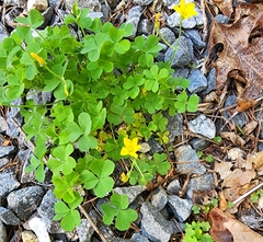 Oxalis grandis