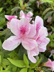 Rhododendron × pulchrum