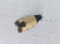 Tyrolimnas anthraconesa