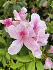 Rhododendron × pulchrum