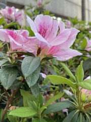 Rhododendron × pulchrum