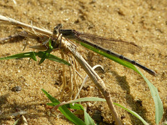 Argia nahuana