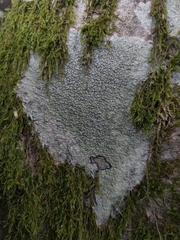 Pertusaria hymenea