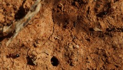 Crematogaster melanogaster