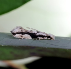 Erechthias atririvis