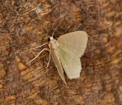 Idiochlora minuscula