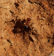 Crematogaster melanogaster