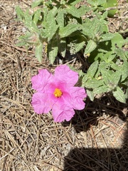 Cistus crispus