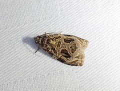 Phaecasiophora leechi