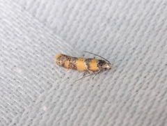 Promalactis lobatifera