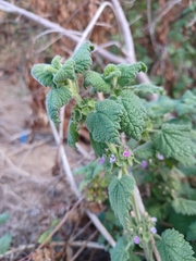 Pseudodictamnus africanus