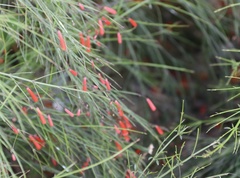 Russelia equisetiformis