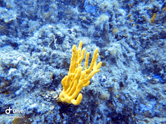 Axinella
