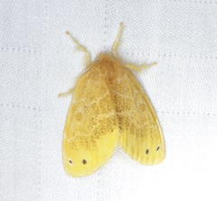 Euproctis cryptosticta