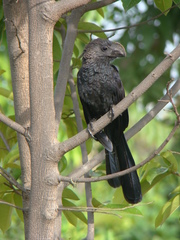 Crotophaga ani