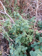 Pseudodictamnus africanus